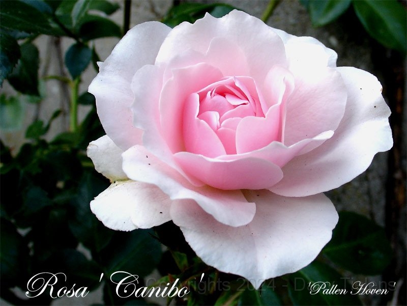Rosa - Conibo 2.jpg